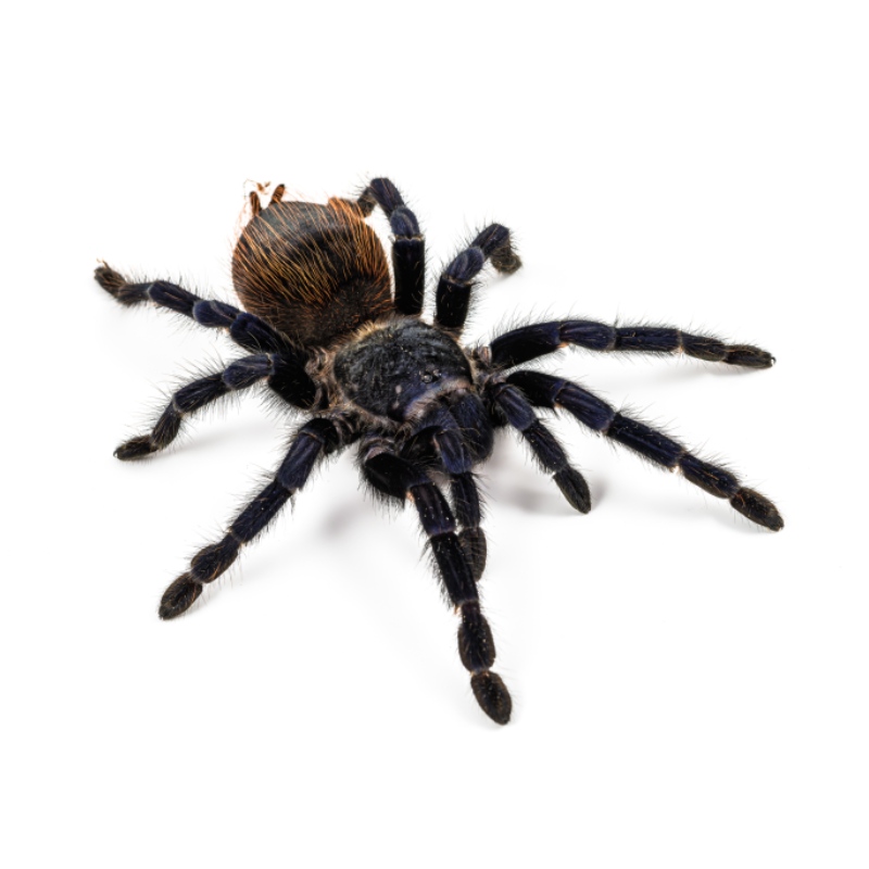Lasiocyano sazimai